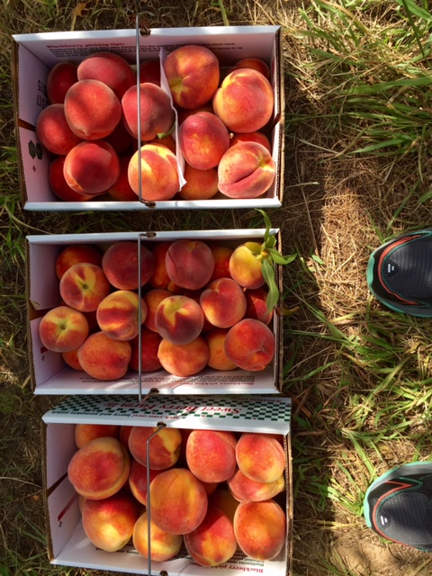 Three big boxes of peaches collected from the farm