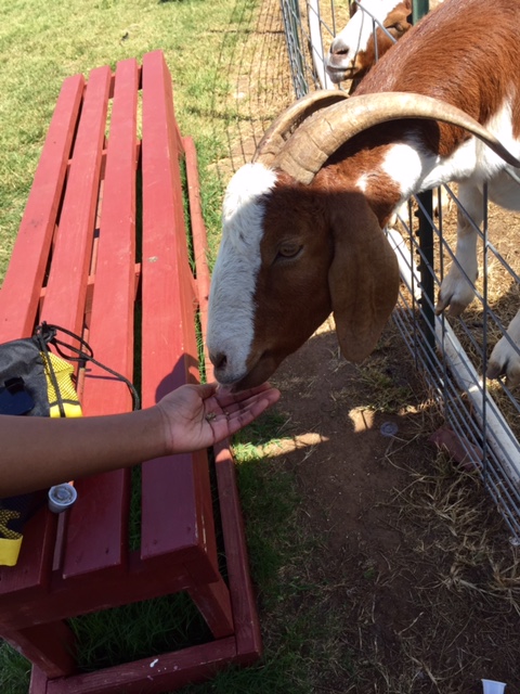 Feeding a cute goat through the net with a left hand