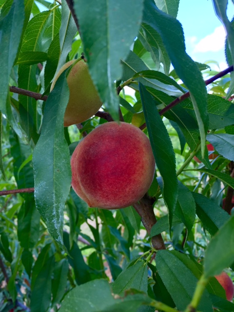 A big peach on a tree branch looking super delicious